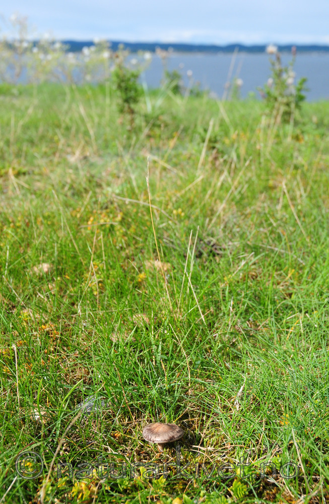 SIR_7098 / Rhodocybe popinalis / Beltevæpnerhatt