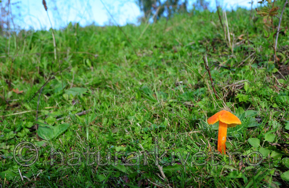 SIR_7142 / Hygrocybe intermedia / Flammevokssopp