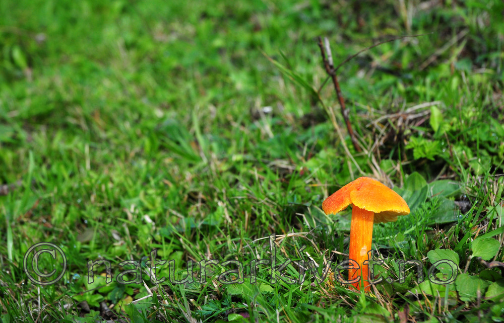 SIR_7144 / Hygrocybe intermedia / Flammevokssopp