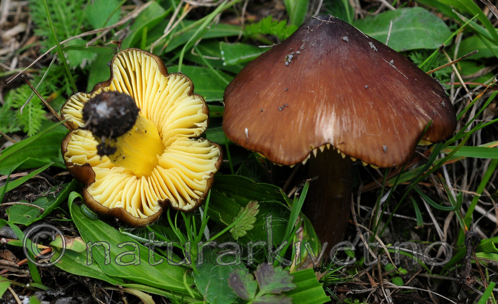 SIR_7172 / Hygrocybe spadicea / Sitronskivevokssopp