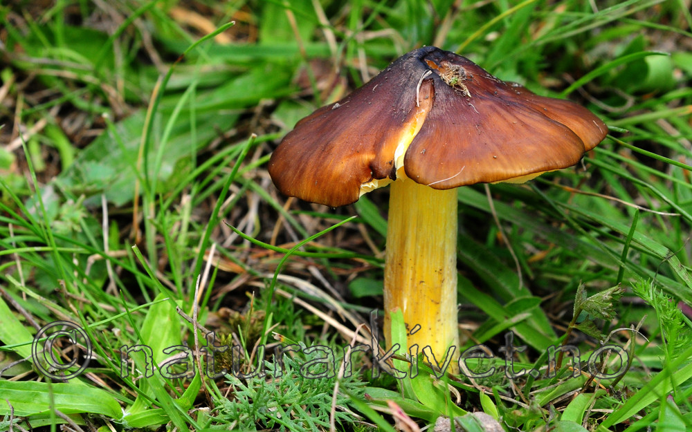 SIR_7176 / Hygrocybe spadicea / Sitronskivevokssopp