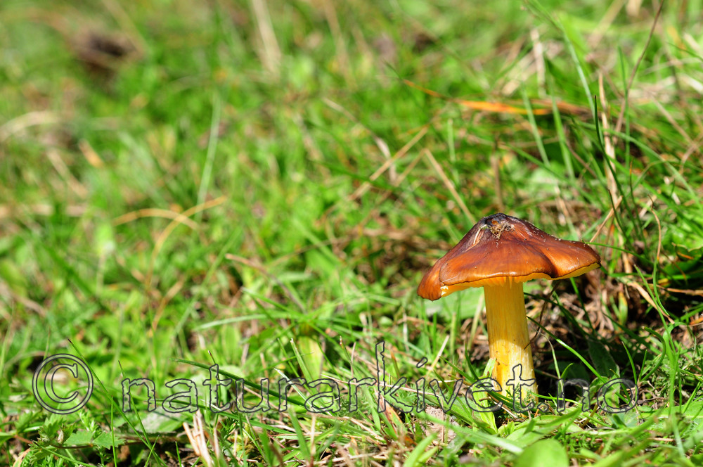 SIR_7197 / Hygrocybe spadicea / Sitronskivevokssopp