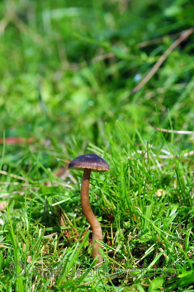 SIR_7209 / Hygrocybe nitrata / Lutvokssopp