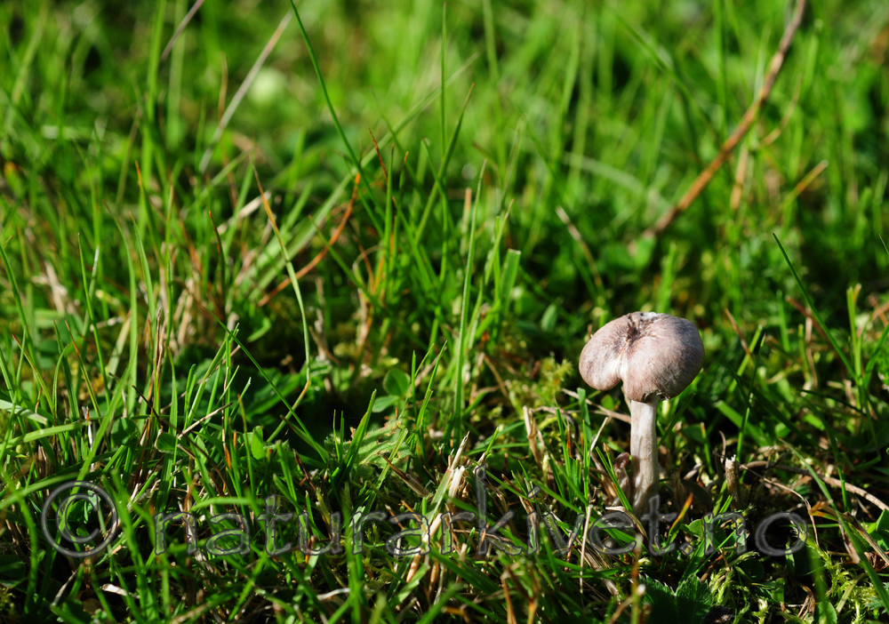 SIR_7217 / Hygrocybe lacmus / Skifervokssopp