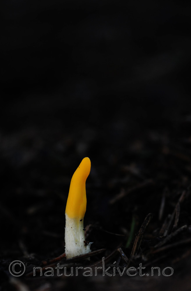 SIR_7227 / Neolecta vitellina / Narreklubbemorkel