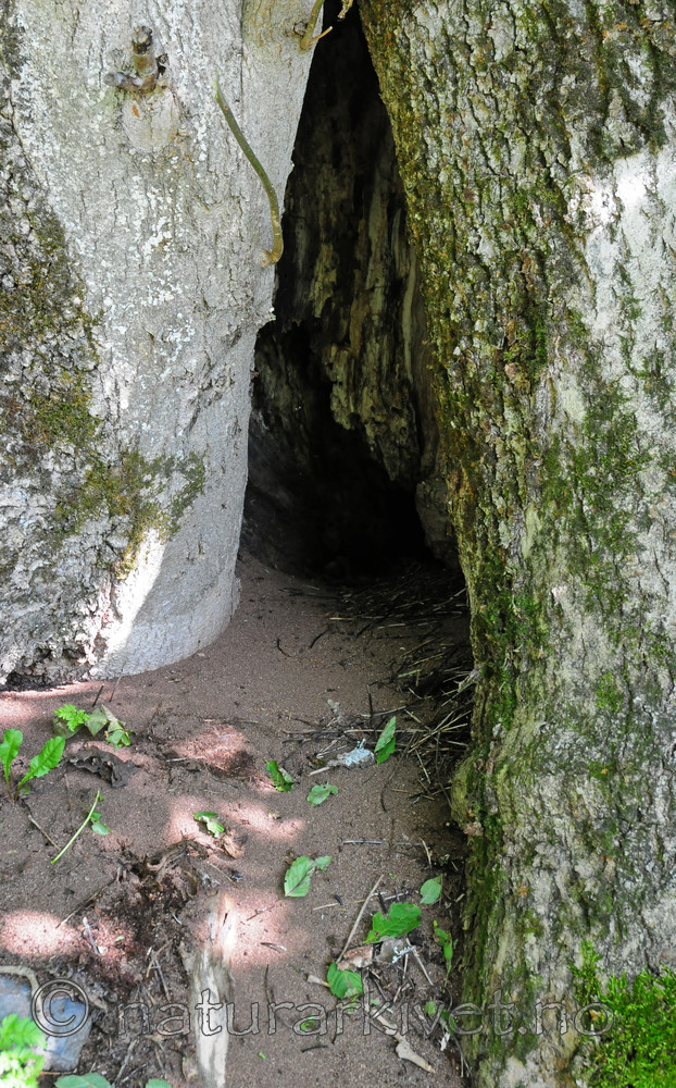 SIR_7231 / Fraxinus excelsior / Ask