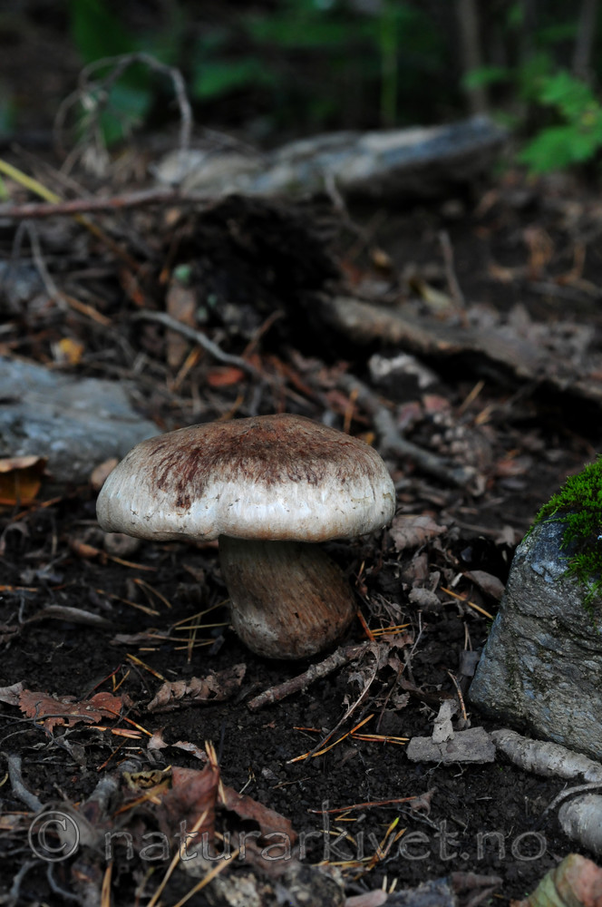 SIR_7241 / Cortinarius aprinus / Villsvinslørsopp