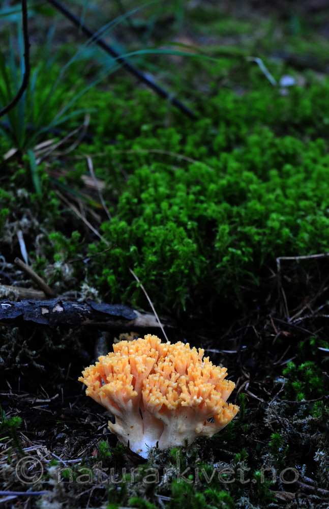 SIR_7372 / Ramaria brunneicontusa / Gullkorallsopp