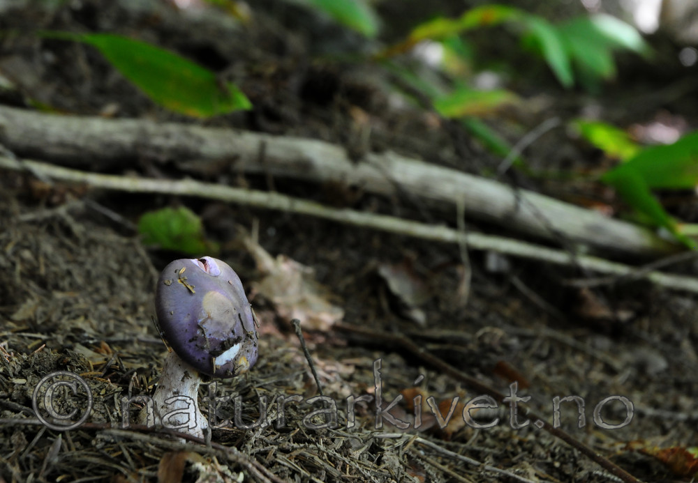 SIR_7423 / Cortinarius salor / Blå slimslørsopp