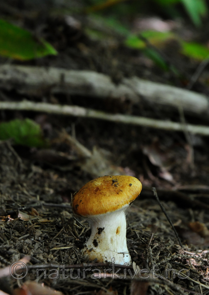 SIR_7431 / Cortinarius multiformium / Vrangslørsopp