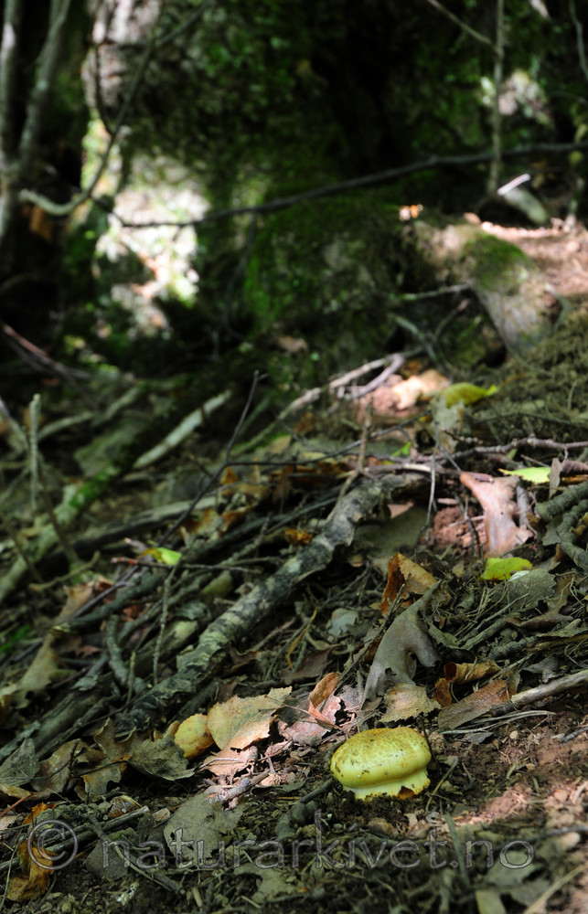 SIR_7437 / Cortinarius caesiocortinatus / Rasmarkslørsopp