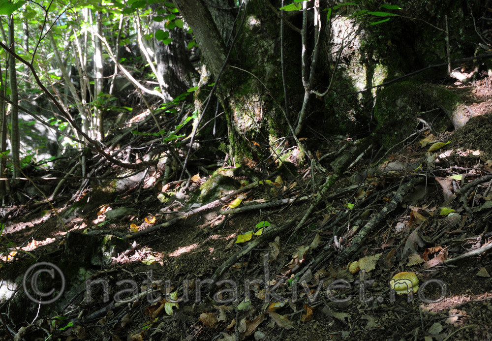 SIR_7440 / Cortinarius caesiocortinatus / Rasmarkslørsopp