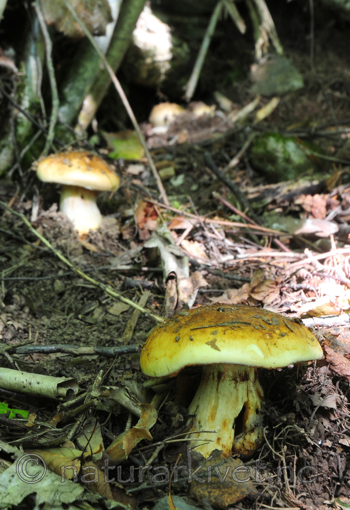 SIR_7445 / Cortinarius caesiocortinatus / Rasmarkslørsopp