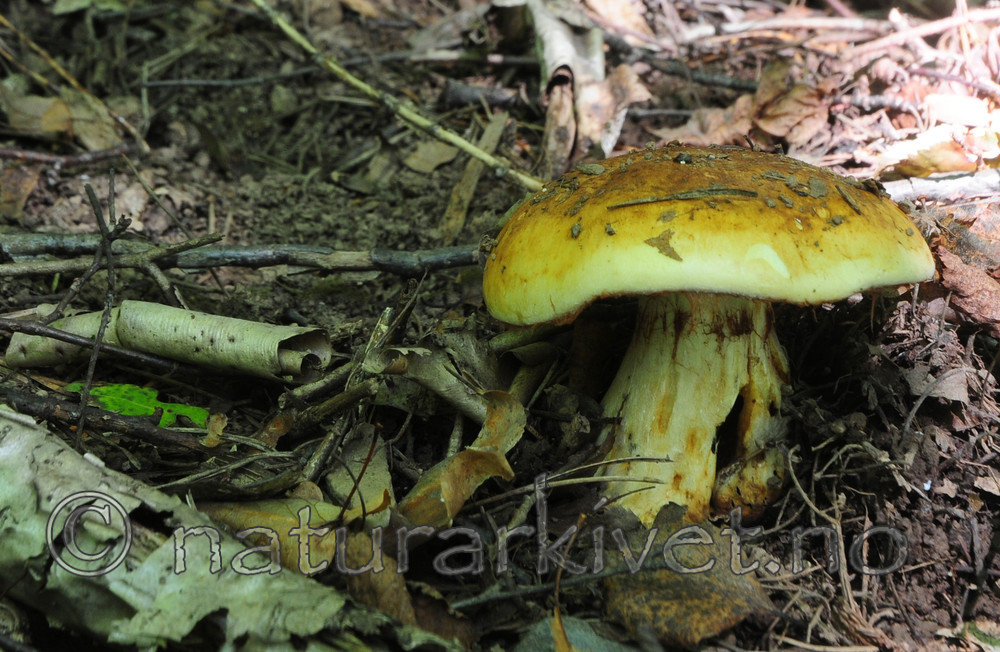 SIR_7445_2 / Cortinarius caesiocortinatus / Rasmarkslørsopp