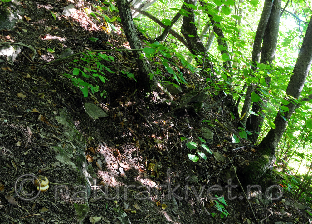 SIR_7454 / Cortinarius caesiocortinatus / Rasmarkslørsopp