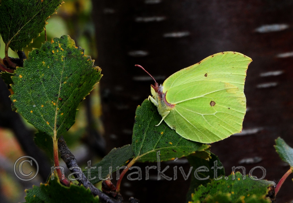 SIR_7490 / Gonepteryx rhamni / Sitronsommerfugl