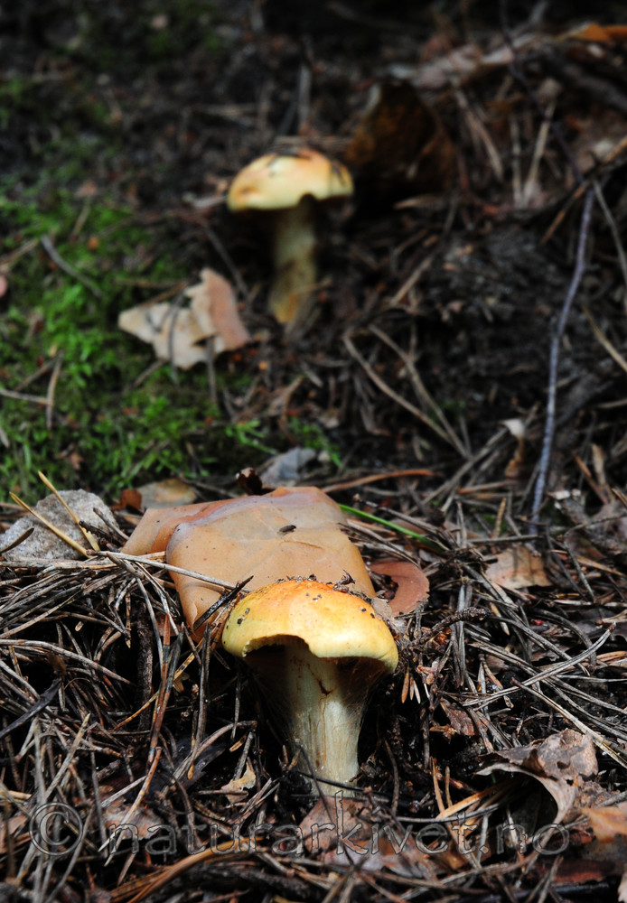 SIR_7499 / Cortinarius aureofulvus / Gullslørsopp