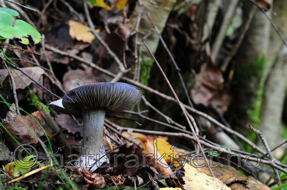 SIR_7549 / Cortinarius cyanites / Rødnende slørsopp
