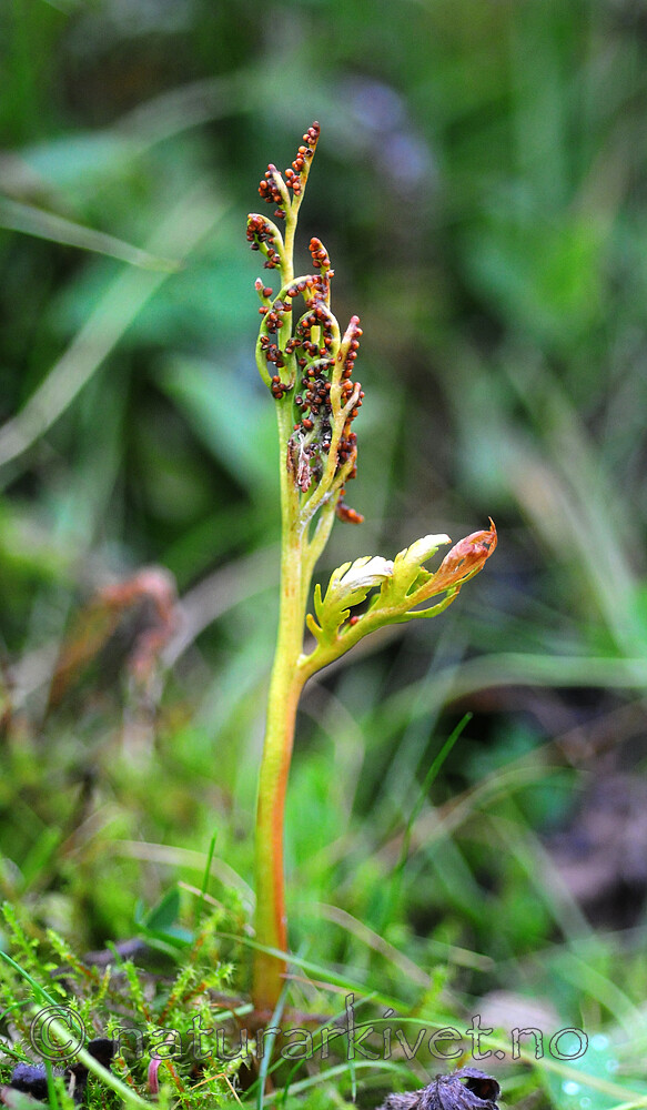SIR_7646 / Botrychium lanceolatum / Handmarinøkkel