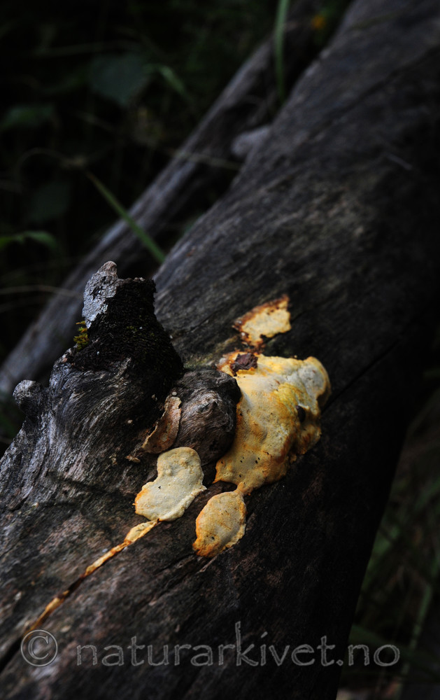 SIR_7690 / Perenniporia tenuis / Eggegul kjuke