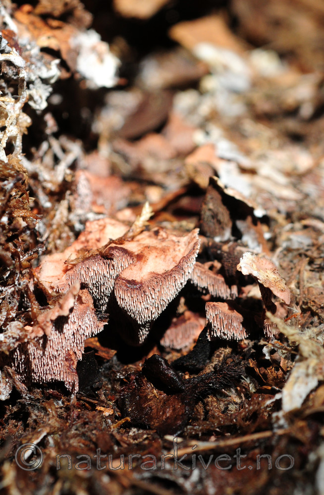 SIR_7858 / Hydnellum gracilipes / Skyggebrunpigg