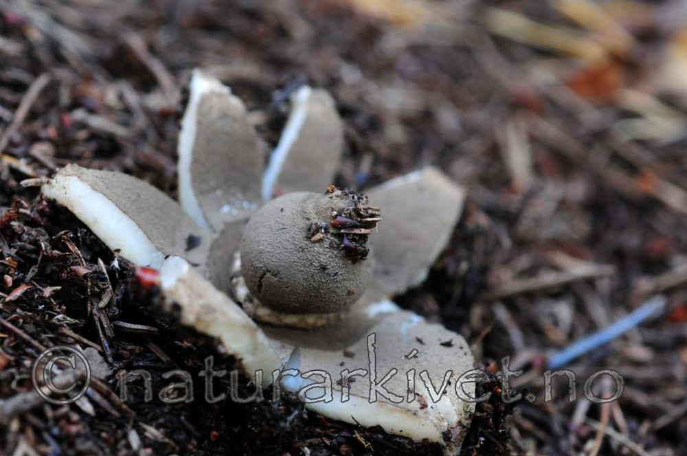 SIR_8000 / Geastrum pectinatum / Skaftjordstjerne