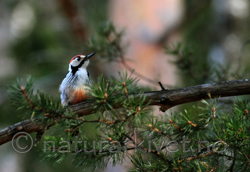 SIR_8924 / Dendrocopos leucotos / Hvitryggspett