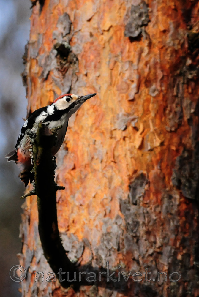 SIR_8984 / Dendrocopos leucotos / Hvitryggspett