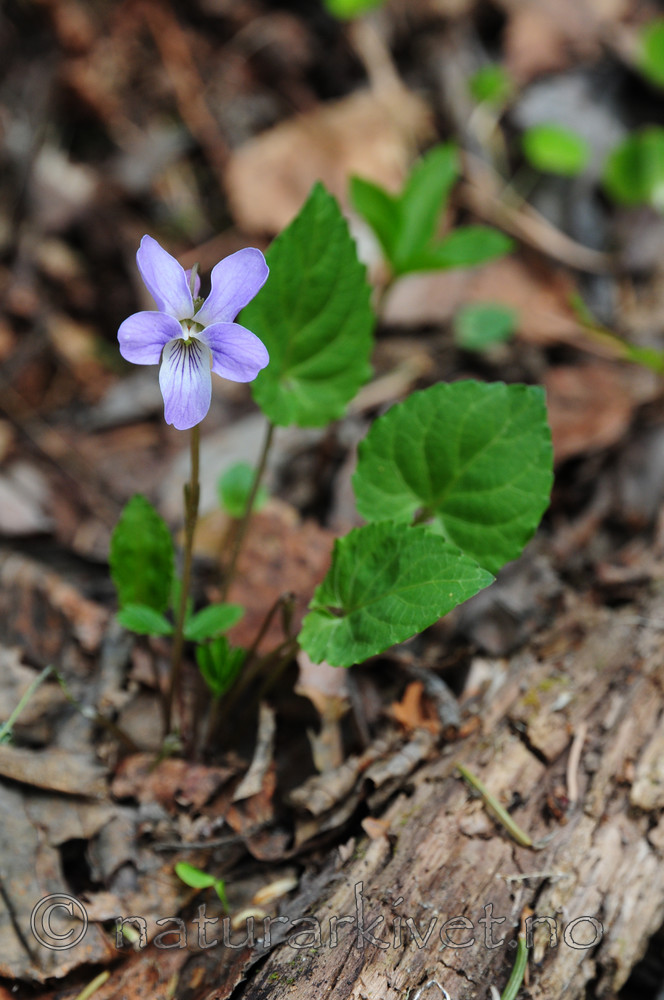 SIR_9140 / Viola selkirkii / Dalfiol