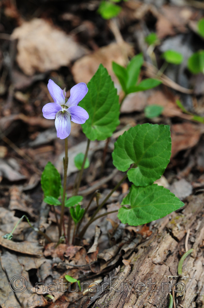 SIR_9166 / Viola selkirkii / Dalfiol