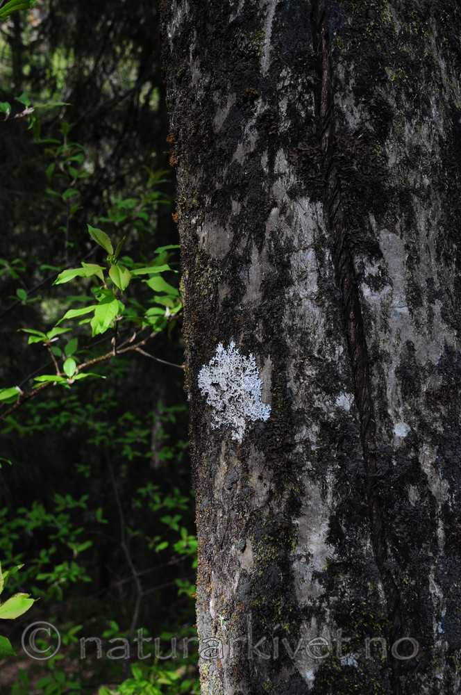 SIR_9277 / Heterodermia speciosa / Elfenbenslav