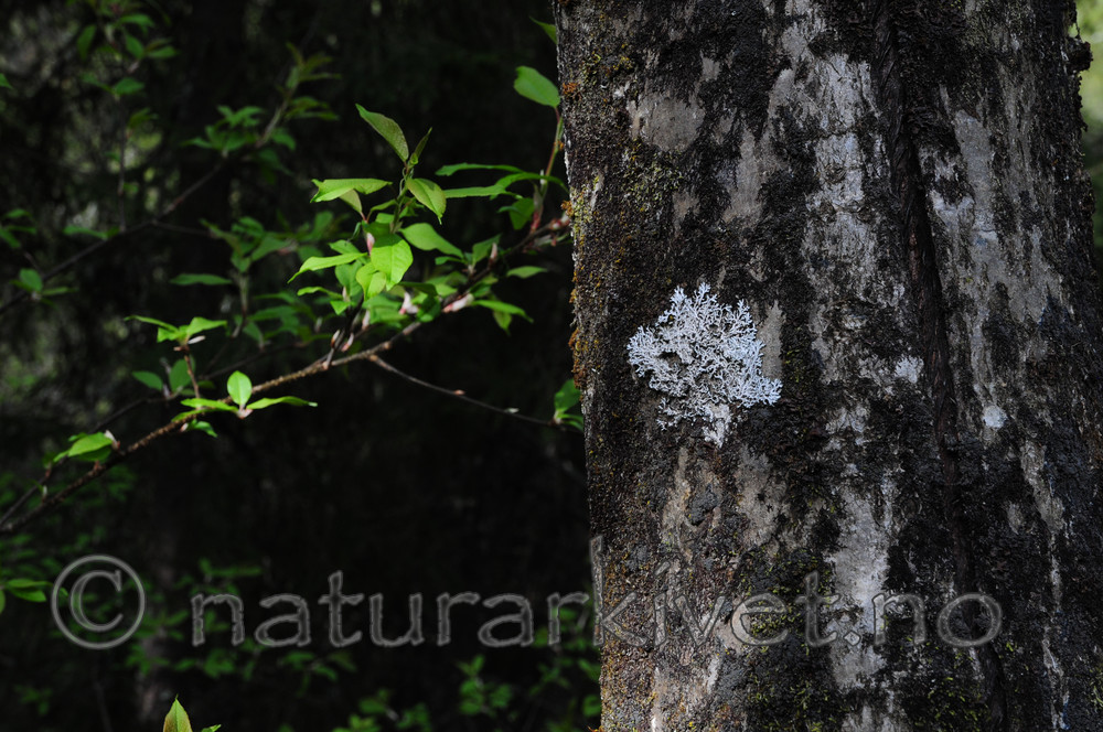 SIR_9280 / Heterodermia speciosa / Elfenbenslav