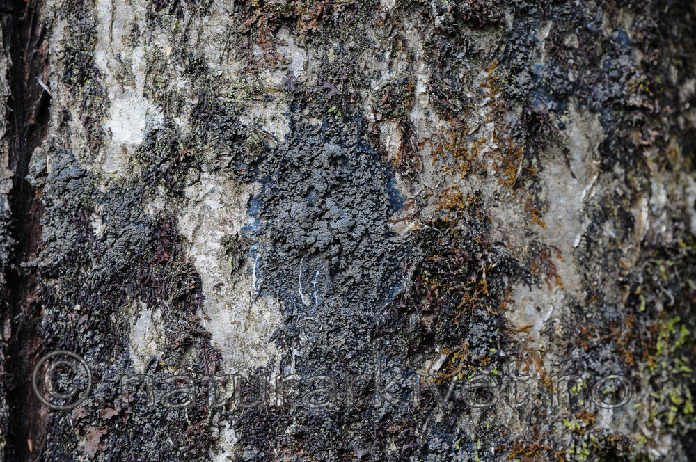 SIR_9288 / Fuscopannaria mediterranea / Olivenlav