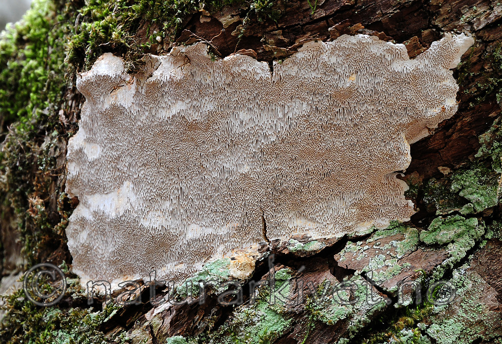 SIR_9363 / Pachykytospora tuberculosa / Eikegreinkjuke