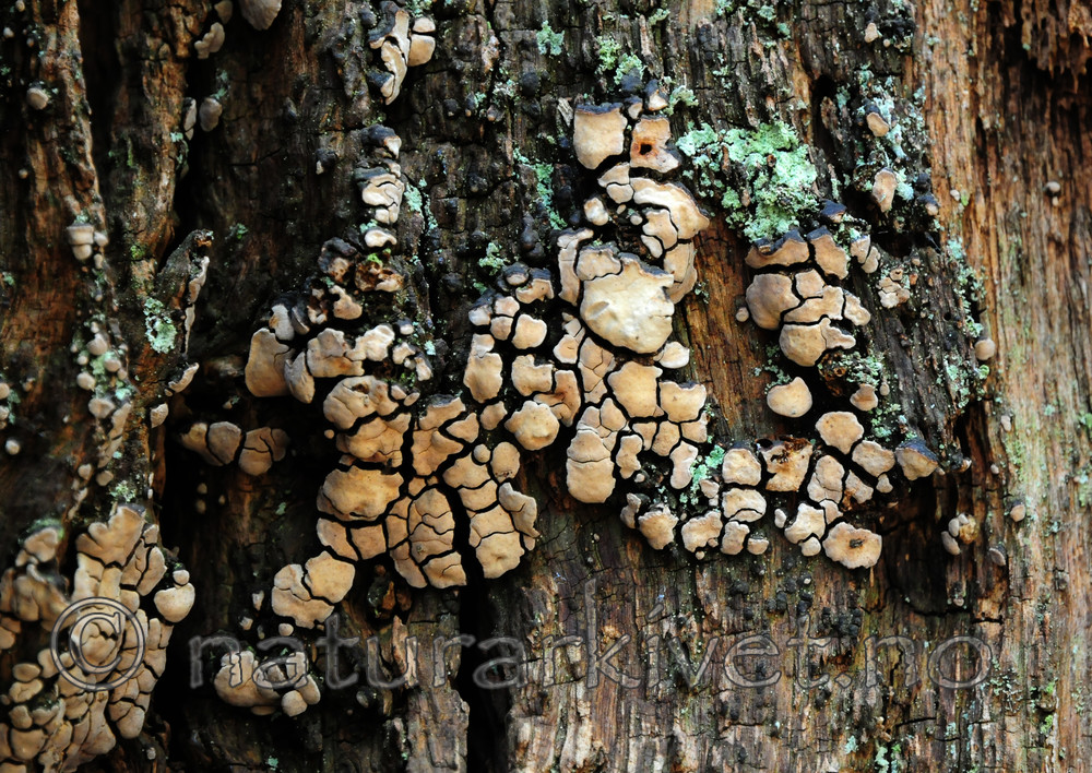 SIR_9504 / Xylobolus frustulatus / Ruteskorpe