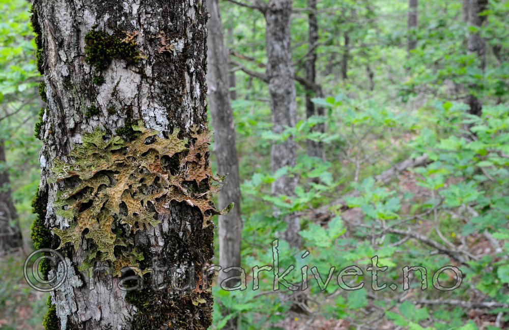 SIR_9708 / Lobaria pulmonaria / Lungenever