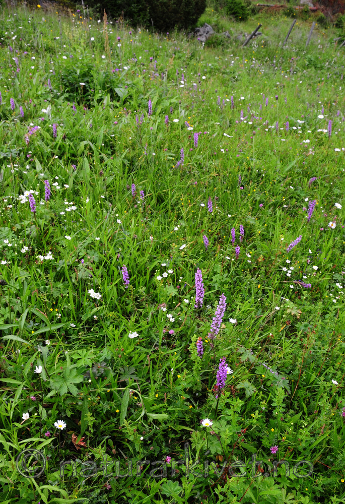 SIR_9845 / Gymnadenia conopsea / Brudespore