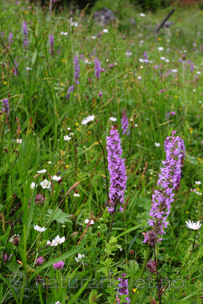 SIR_9851_2 / Gymnadenia conopsea / Brudespore