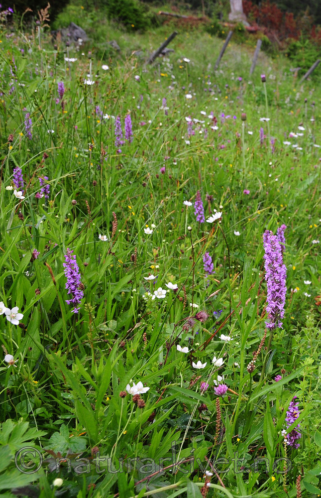 SIR_9853 / Gymnadenia conopsea / Brudespore