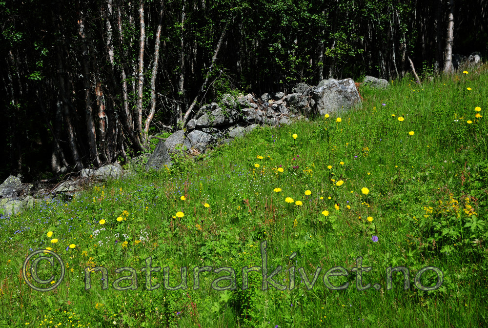 SIR_9969 / Hypochaeris maculata / Flekkgrisøre