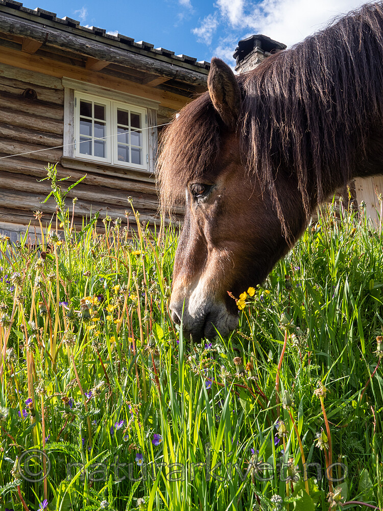 SR010013 / Equus caballus / Hest
