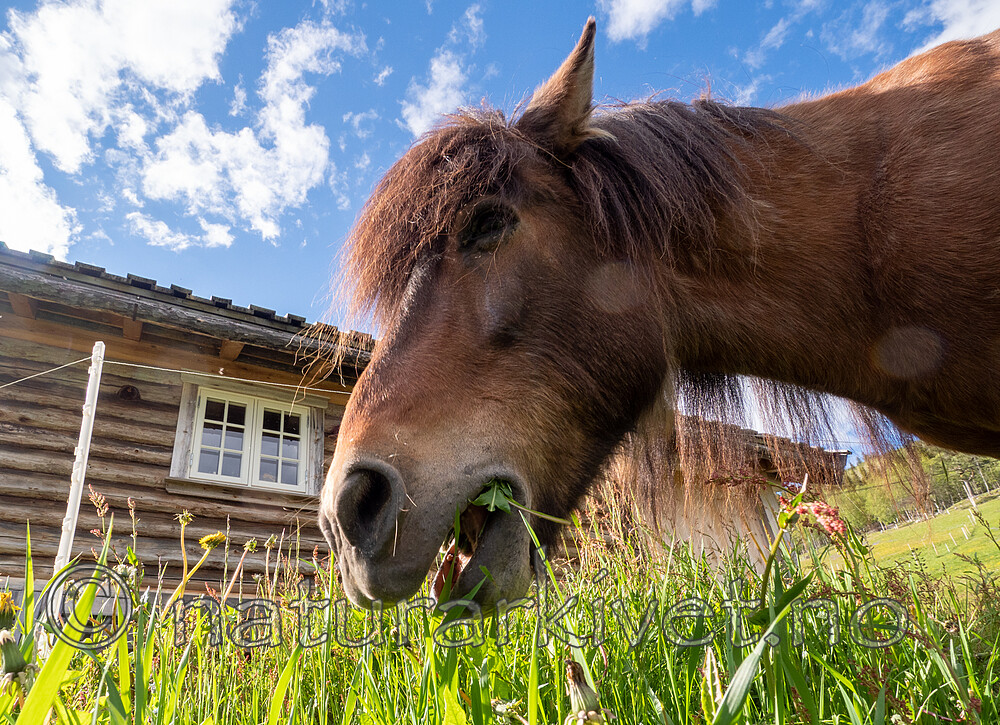 SR010030 / Equus caballus / Hest