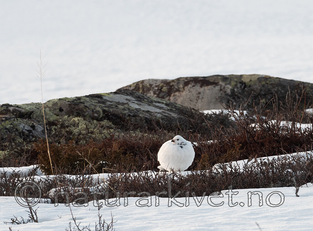 SR010048 / Lagopus lagopus / Lirype