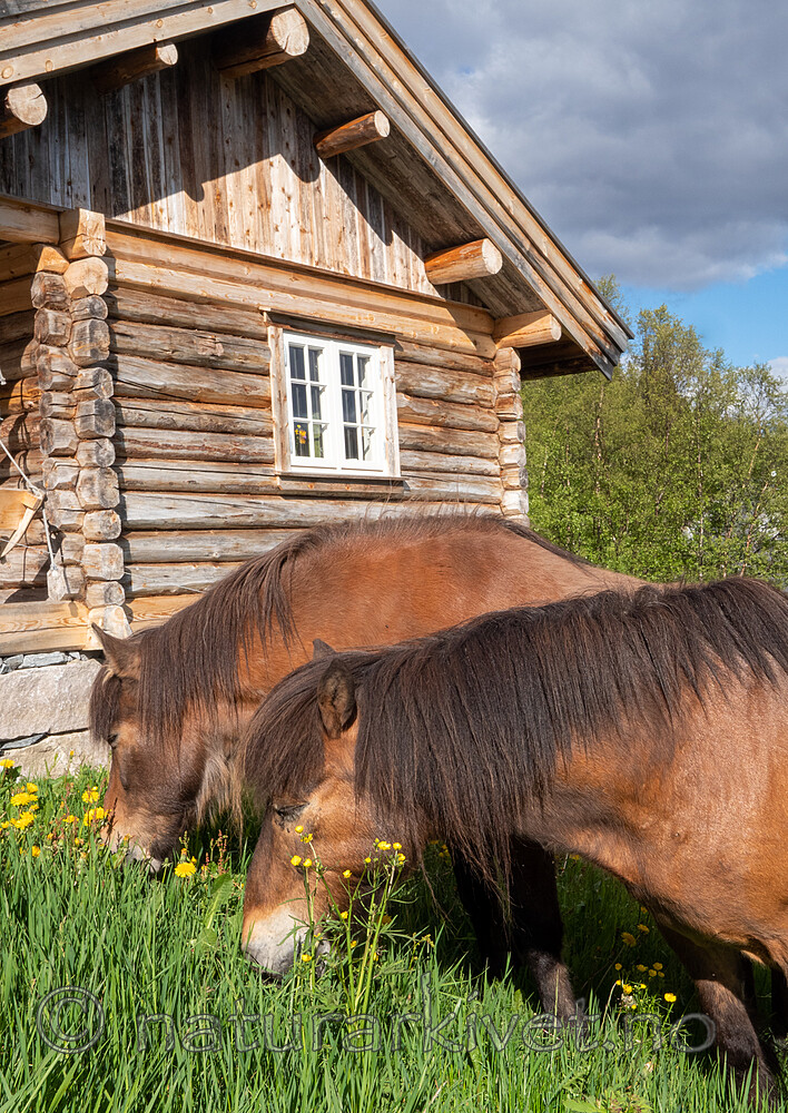 SR010051 / Equus caballus / Hest