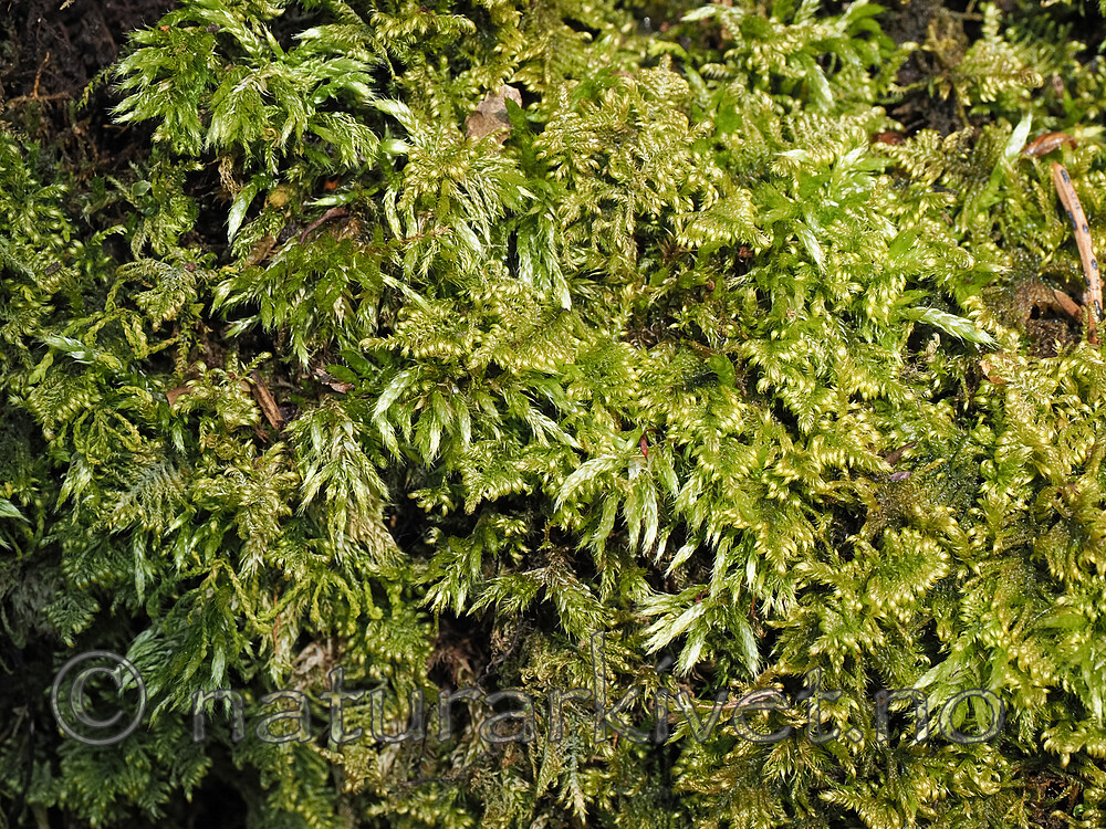 SR010062 / Brachythecium tommasinii / Myklundmose