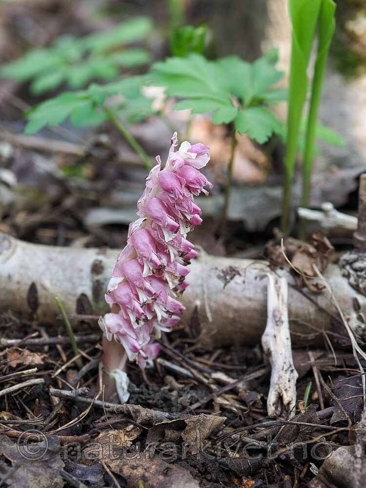 SR010069 / Lathraea squamaria / Skjellrot