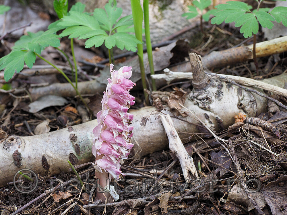 SR010075-2 / Lathraea squamaria / Skjellrot