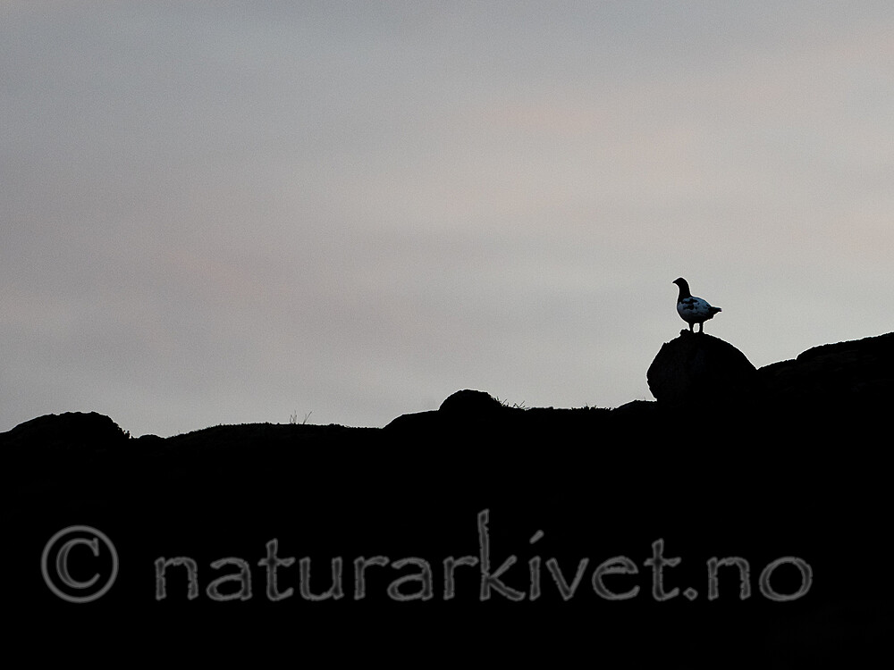 SR010098 / Lagopus lagopus / Lirype