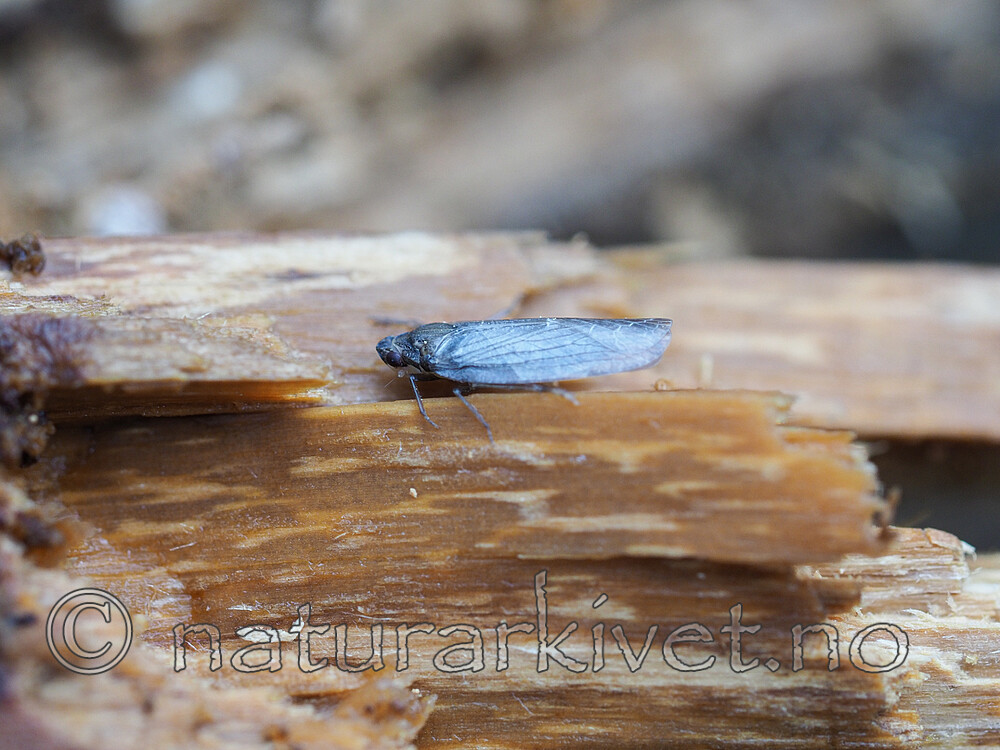 SR010135 / Antrodia sinuosa / Hvit tømmerkjuke <br /> Cixidia lapponica