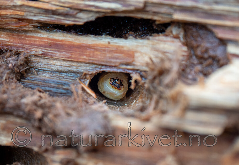 SR010160 / Tragosoma depsarium